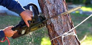 Best Storm Damage Tree Cleanup  in Santa Rosa Valley, CA