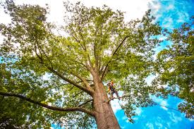 Best Leaf Removal  in Santa Rosa Valley, CA