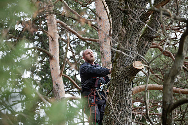 Best Tree Trimming and Pruning  in Santa Rosa Valley, CA